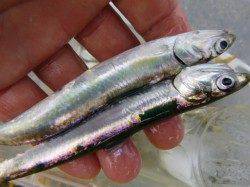 小野浜RT サビキウキがダンス!