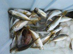 兵突ＲＴ　まずはサビキの状況から