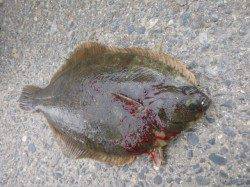 兵突でカレイ＆キスだ