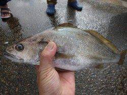 兵突のタチウオ、タコ情報