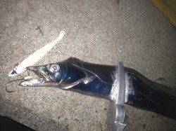 兵庫突堤で指4本級の良型タチウオが回遊中！