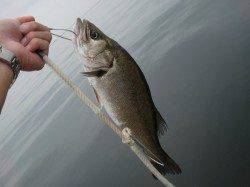 【大盛況です】南芦屋浜リアルタイム