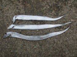 田ノ浦で出たっ!【タチウオ】!! 23日RT