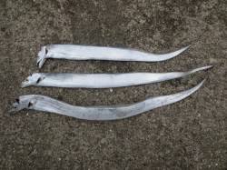 田ノ浦で出たっ！【タチウオ】！！　２３日Ｒ…