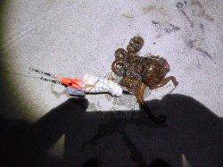 夜のタコ釣り・タコの大好物「背油」大活躍！