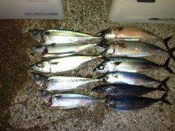 釣りガール！大サバ爆釣！アジュール編♪