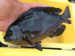 【サビキ釣りとタコ釣りで楽しむ！】南芦屋浜