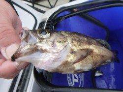 朝の空港の色んな魚達!