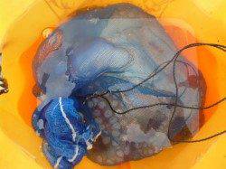 朝の兵突タコもアナゴも！