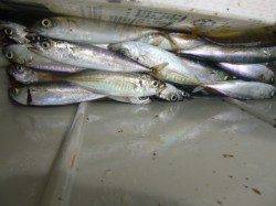 朝の兵突のサビキ！