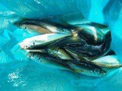 ◇お昼でも小アジ◇泉大津 お昼RT24日