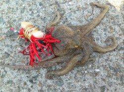 【お昼もタコがいい感じ】南芦屋浜