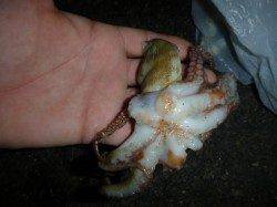 夜の兵突小アジやタコ!