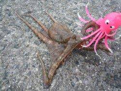 むこいちのタコにも【脂身】！