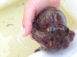 サビキ釣りとタコ釣りで楽しめます！南芦屋浜