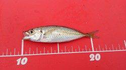 アジュール舞子サビキ絶好調！！