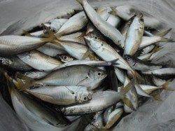 【タコ・アジ好調】鳴尾浜ＲＴ（２５日）！