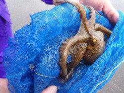 兵突　雨の日も車横付け