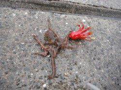 尼崎～芦屋　武庫川河口