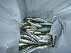 夜の兵突　今日もタチウオだ！