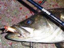 南芦屋浜、自己記録更新なシーバス♪