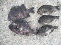 南芦屋浜タコ好調♪サンバソウも釣れてます！