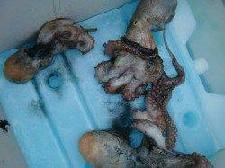 【肌寒いです】南芦屋浜リアルタイム