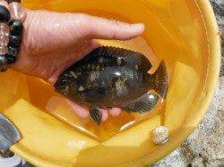 【タコ・グレ・カニ♪確認】南芦屋浜