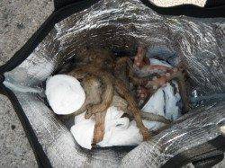 小アジは倉庫前がＧＯＯＤ♪泉大津RT29日朝