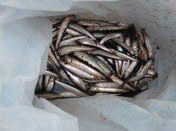 【イワシ爆釣だぁ♪】南芦屋浜リアルタイム