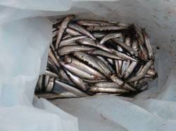 【イワシ爆釣だぁ♪】南芦屋浜リアルタイム …