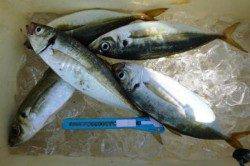 食コン中アジ★貝塚良型グレ