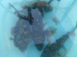 神戸空港、ガシラなど好調