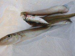 北公園　タコなど釣れています