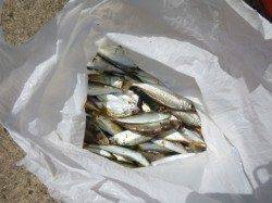 【アジュールでもサヨリ確認】ＲＴ