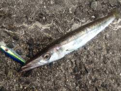 ルアーでカマス！超簡単です！ 