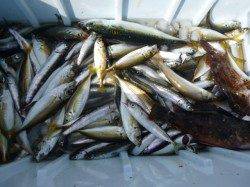 兵庫突堤 サビキ絶好調!!