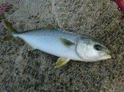 和田防でツバス！！更にサヨリが湧いています！