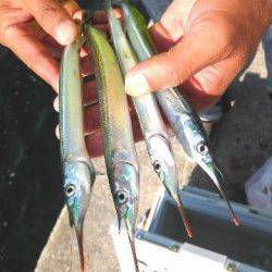 ムコイチにもサヨリキタァーー！武庫川店より