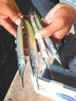 ムコイチにもサヨリキタァーー！武庫川店より