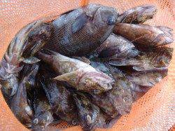 【大盛況】南芦屋浜リアルタイム