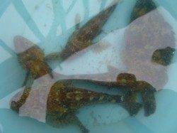 神戸空港　チヌにアコウだ