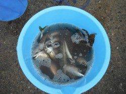 復活!砂上げ場!サバ回遊中♪泉大津RT30日