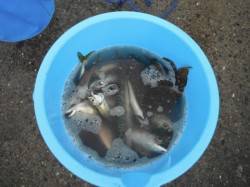 復活！砂上げ場！サバ回遊中♪泉大津RT30…