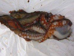 北公園 豚の脂身で