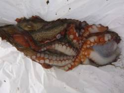  北公園　豚の脂身で