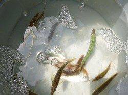 【魚種多彩に釣れてます】アジュール舞子ＲＴ