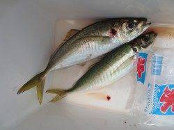 田ノ浦でマルアジだー!30日RT