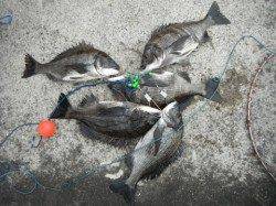 なぎさ公園でチヌ大爆釣♪泉大津RT　2日