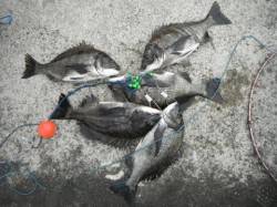 なぎさ公園でチヌ大爆釣♪泉大津RT　2日